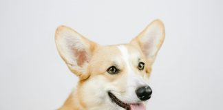 Corgi Insurance has acquired the Corgi.com domain as it continues building what it describes as the first fully integrated, AI-powered insurance carrier.