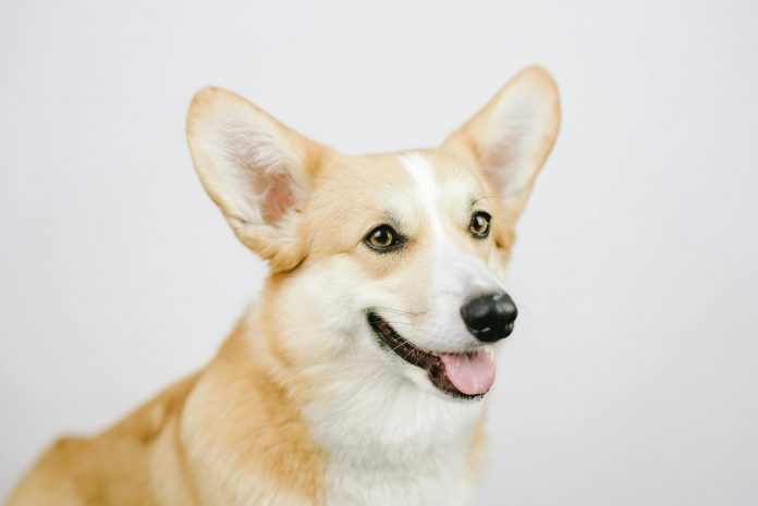 Corgi Insurance has acquired the Corgi.com domain as it continues building what it describes as the first fully integrated, AI-powered insurance carrier.