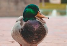 New York auto insurer Country-Wide Insurance has partnered with insurance technology provider Duck Creek Technologies to deploy the Duck Creek Clarity data and analytics platform.