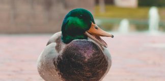 New York auto insurer Country-Wide Insurance has partnered with insurance technology provider Duck Creek Technologies to deploy the Duck Creek Clarity data and analytics platform.