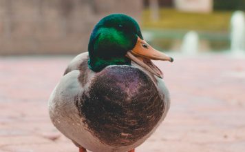 New York auto insurer Country-Wide Insurance has partnered with insurance technology provider Duck Creek Technologies to deploy the Duck Creek Clarity data and analytics platform.