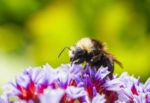 PensionBee has welcomed the Financial Conduct Authority’s (FCA) plans to introduce regulation for ESG ratings providers, calling the move a long-overdue step toward greater transparency and accountability.