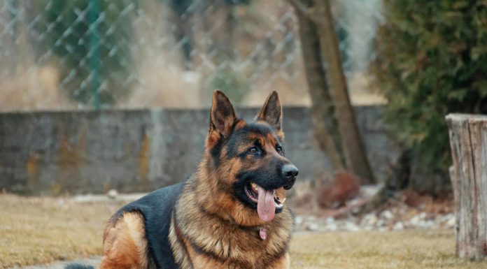 Swiss insurance group Zurich Insurance has launched a new pet insurance product in Australia, developed in collaboration with digital insurer Honey Insurance.