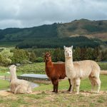 BridgeWise and Alpaca partner on AI investment insights