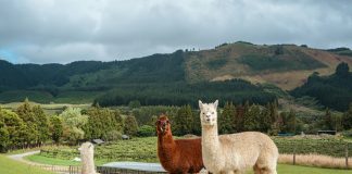 BridgeWise and Alpaca partner on AI investment insights