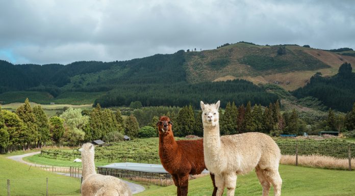 BridgeWise and Alpaca partner on AI investment insights