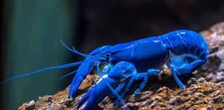 Lobster.cash partners with Mastercard for AI agent payments