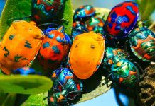 Bug Bounty Switzerland closes CHF 12m Series A round