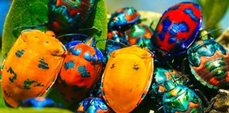 Bug Bounty Switzerland closes CHF 12m Series A round