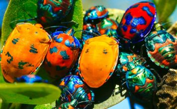 Bug Bounty Switzerland closes CHF 12m Series A round