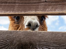 Alpaca