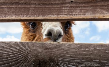 Alpaca
