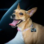 ManyPets, a digital pet insurer, has partnered with veterinary technology firm Vet-AI to integrate digital veterinary services directly into its insurance offering.