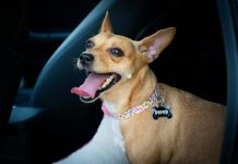 ManyPets, a digital pet insurer, has partnered with veterinary technology firm Vet-AI to integrate digital veterinary services directly into its insurance offering.