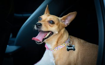 ManyPets, a digital pet insurer, has partnered with veterinary technology firm Vet-AI to integrate digital veterinary services directly into its insurance offering.