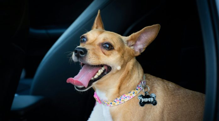 ManyPets, a digital pet insurer, has partnered with veterinary technology firm Vet-AI to integrate digital veterinary services directly into its insurance offering.