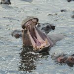 Hippo Holdings has rolled out a scalable AI-driven claims workflow, marking a major step in its transformation toward a more efficient and digitally enabled claims operation.