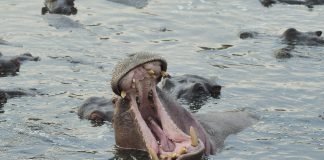 Hippo Holdings has rolled out a scalable AI-driven claims workflow, marking a major step in its transformation toward a more efficient and digitally enabled claims operation.