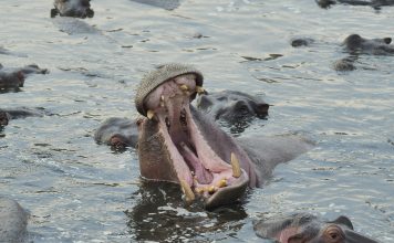 Hippo Holdings has rolled out a scalable AI-driven claims workflow, marking a major step in its transformation toward a more efficient and digitally enabled claims operation.