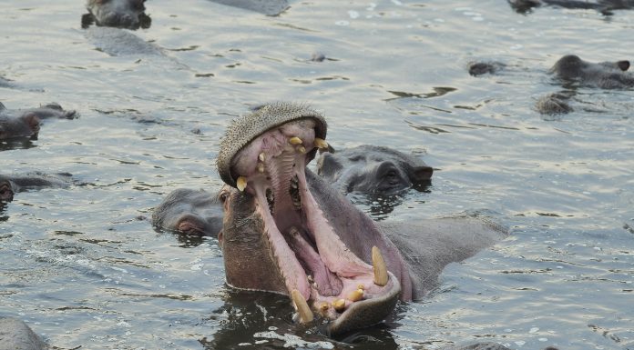 Hippo rolls out AI-driven claims workflow to transform operations Hippo Holdings has rolled out a scalable AI-driven claims workflow, marking a major step in its transformation toward a more efficient and digitally enabled claims operation.