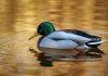 Leading P&C insurer Duck Creek Technologies has launched an insurance-native agentic AI platform designed to embed intelligent automation across the insurance lifecycle.