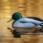 Leading P&C insurer Duck Creek Technologies has launched an insurance-native agentic AI platform designed to embed intelligent automation across the insurance lifecycle.