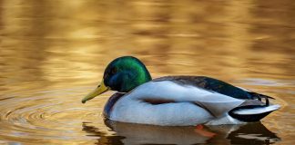 Leading P&C insurer Duck Creek Technologies has launched an insurance-native agentic AI platform designed to embed intelligent automation across the insurance lifecycle.