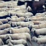 Flock, a telematics-driven InsurTech, has launched a new haulage fleet insurance product in partnership with Admiral, marking its first major expansion into the commercial haulage segment.