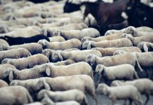 Flock and Admiral launch telematics-driven haulage fleet insurance Flock, a telematics-driven InsurTech, has launched a new haulage fleet insurance product in partnership with Admiral, marking its first major expansion into the commercial haulage segment.