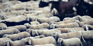 Flock, a telematics-driven InsurTech, has launched a new haulage fleet insurance product in partnership with Admiral, marking its first major expansion into the commercial haulage segment.