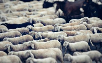 Flock, a telematics-driven InsurTech, has launched a new haulage fleet insurance product in partnership with Admiral, marking its first major expansion into the commercial haulage segment.