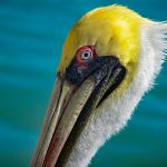 Commercial insurance broker Pelican Insured has deployed the nCino SmartBroker × Acturis platform as part of its strategy to scale operations and strengthen client acquisition, compliance and underwriting processes.