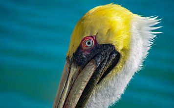 Pelican Insured adopts nCino SmartBroker to scale broker operations Commercial insurance broker Pelican Insured has deployed the nCino SmartBroker × Acturis platform as part of its strategy to scale operations and strengthen client acquisition, compliance and underwriting processes.