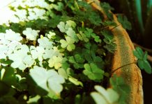 Cloverleaf Analytics, an insurance analytics platform provider, has launched its 2026 Insurance Decision Intelligence Platform designed to streamline data processing and analytics operations across the insurance sector.