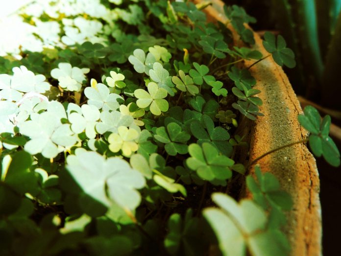 Cloverleaf Analytics, an insurance analytics platform provider, has launched its 2026 Insurance Decision Intelligence Platform designed to streamline data processing and analytics operations across the insurance sector.