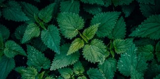 Allianz Turkiye, a multinational insurer, has selected the Nettle platform to support its commercial property risk engineering operations.