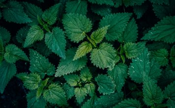 Allianz Turkiye, a multinational insurer, has selected the Nettle platform to support its commercial property risk engineering operations.