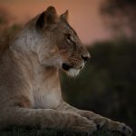 NALA secures $50m credit facility for stablecoin payments