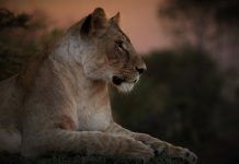 NALA secures $50m credit facility for stablecoin payments