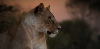 NALA secures $50m credit facility for stablecoin payments