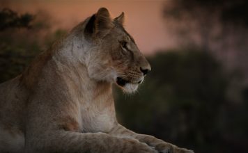 NALA secures $50m credit facility for stablecoin payments NALA secures $50m credit facility for stablecoin payments