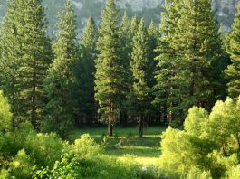 ZestyAI's ZORRO Discover powers NRDC climate research