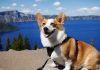 Corgi, an InsurTech focused on emerging technology risks, has launched a new AI Insurance Coverage product designed to protect businesses from financial and legal exposure linked to artificial intelligence systems, as adoption accelerates across industries.