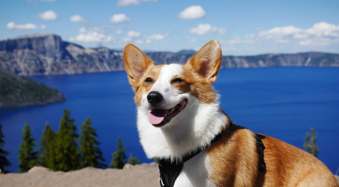 Corgi, an InsurTech focused on emerging technology risks, has launched a new AI Insurance Coverage product designed to protect businesses from financial and legal exposure linked to artificial intelligence systems, as adoption accelerates across industries.