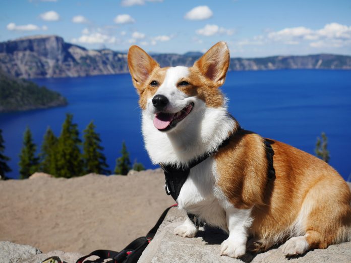 Corgi, una InsurTech centrada en los riesgos tecnológicos emergentes, ha lanzado un nuevo producto de cobertura de seguro de IA diseñado para proteger a las empresas de la exposición financiera y legal vinculada a los sistemas de inteligencia artificial, a medida que la adopción se acelera en todas las industrias.