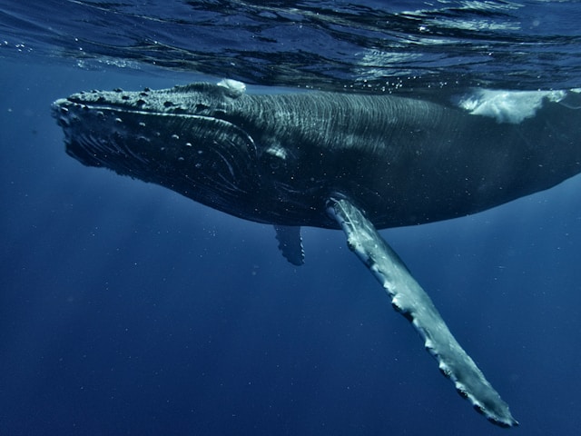 Bluwhale launches AI-native financial operating system