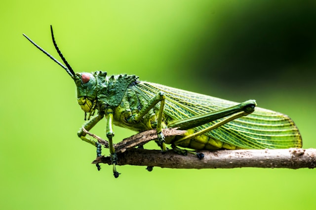 Grasshopper launches treasury management with Waldo