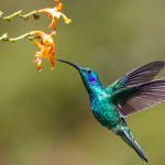 Hummingbird