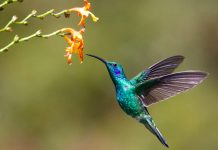 Hummingbird targets compliance fragmentation with AI Hummingbird