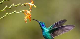 Hummingbird